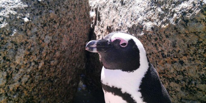 Cape of Good Hope- Chapman'S Peak Route & Penguins - Scenic Coastal Drive