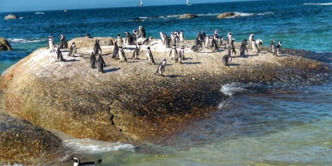 Cape of Good Hope- Chapman'S Peak Route & Penguins - Penguin Colony Exploration