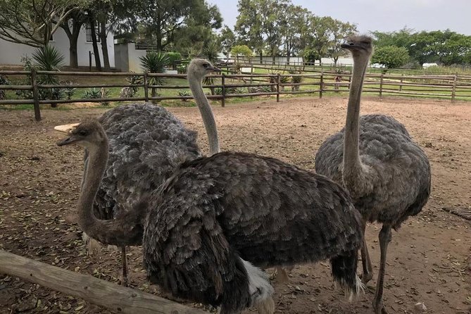 Cape of Good Hope & Penguins Full Day Tour From (The Mother City) Cape Town. - Pickup and Transportation