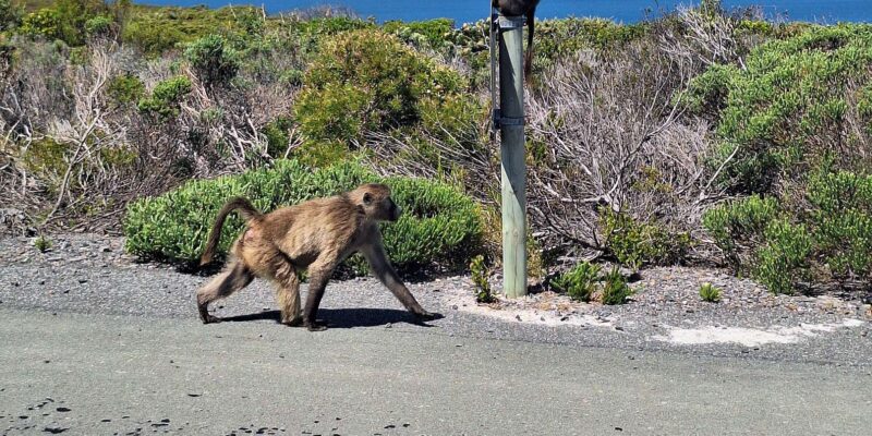 Cape of Good Hope & Penguins Private Tour - Key Locations and Attractions
