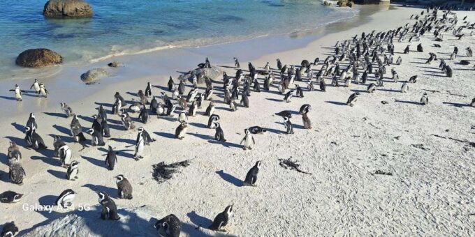Cape of Good Hope & Penguins Private Tour - Pickup and Transport
