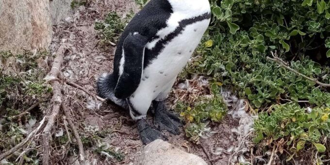 Cape of Good Hope & Penguins Private Tour - Pricing and Cancellation