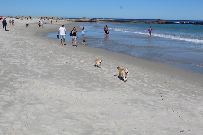 Cape of Good Hope, Table Mountain & Penguins Tour + All Tickets - Registered Tourist Guide