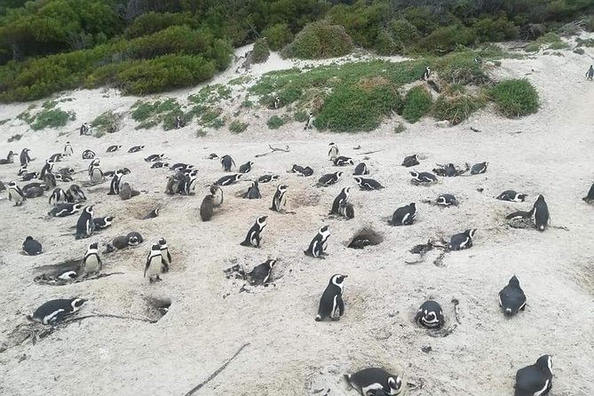 Cape of Goodhope Tour a Full Day Exploring the Cape Peninsula - Tour Overview