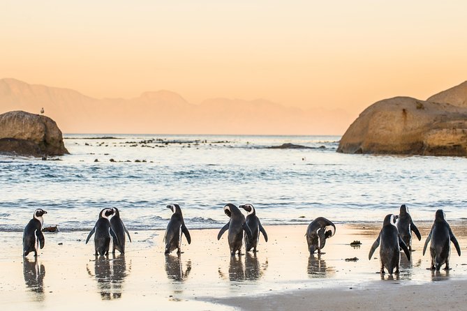 Cape Peninsula - Custom-made Private Day Tour ( Max of 3 Persons) - Penguins at Boulders Beach