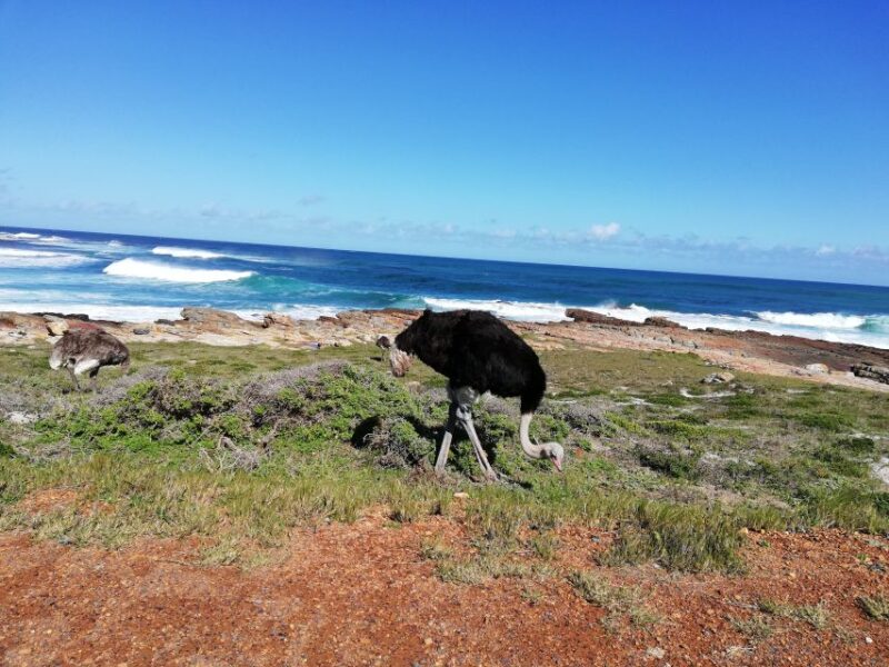 Cape Peninsula: Cycle & Drive Private Full Day Tour - Itinerary
