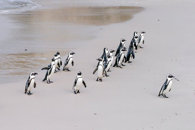 Cape Peninsula Cycle Tour - Tour Overview