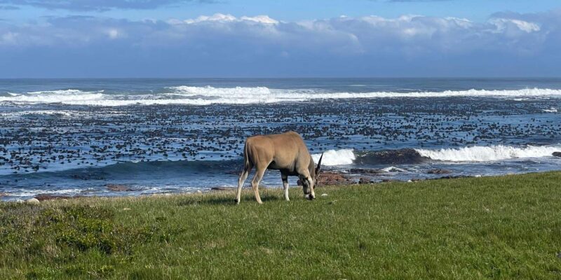 Cape Peninsula: Penguin Paradise Guided Group Tour - Activities and Experiences