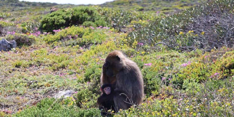 Cape Peninsula & Penguins Beach Half Day Tour From Cape Town - Important Information