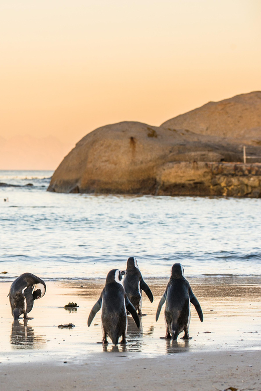 Cape Peninsula & Penguins Beach Half Day Tour From Cape Town - Customer Reviews