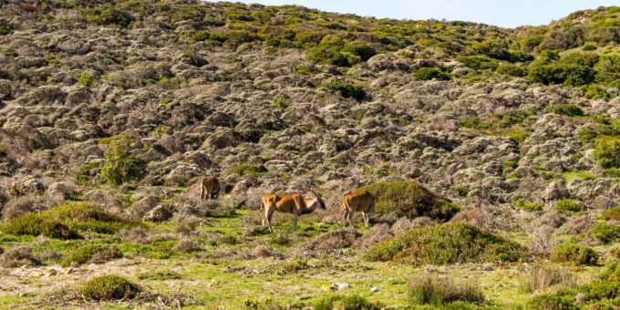 Cape Peninsula: Private Full Day Tour - Seal Island Boat Trip