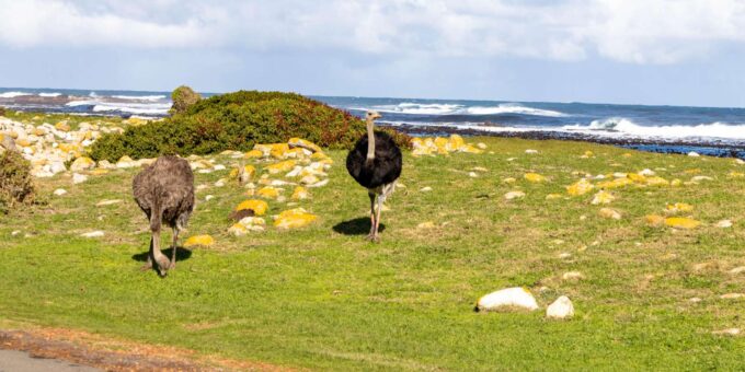 Cape Peninsula: Private Half Day Tour - Boulders Beach Penguins