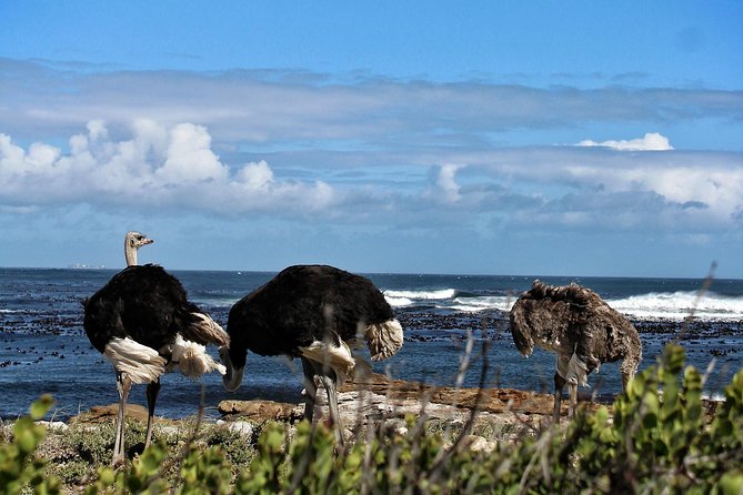 Cape Peninsula Private Tour - Exploring Cape Point and Cape of Good Hope