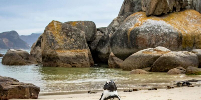 Cape Peninsula Private Tour In Cape Town South Africa - Key Points