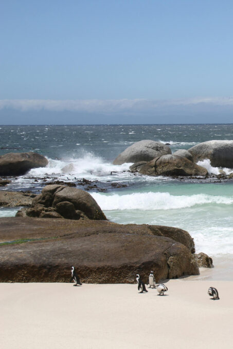Cape Peninsula Private Tour In Cape Town South Africa - Scenic Highlights