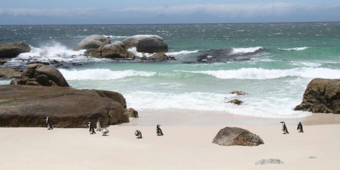 Cape Peninsula Private Tour In Cape Town South Africa - Frequently Asked Questions