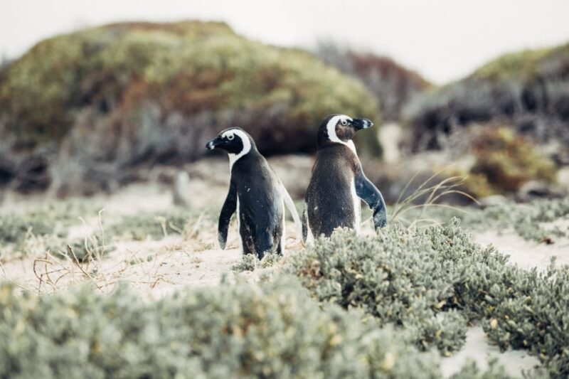 Cape Peninsula Shared Half-Day Tour - Scenic Coastline
