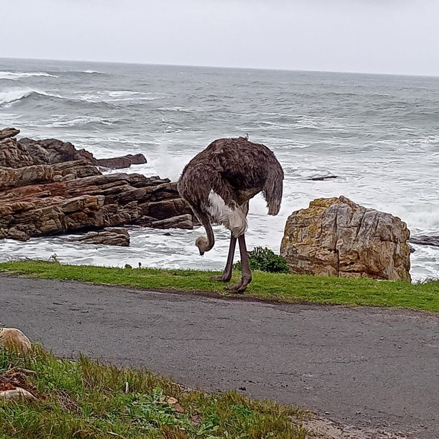 Cape Peninsula Tour - Visiting the Cape of Good Hope
