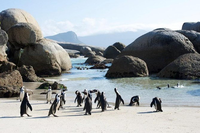 Cape Peninsula Tours - Customer Feedback