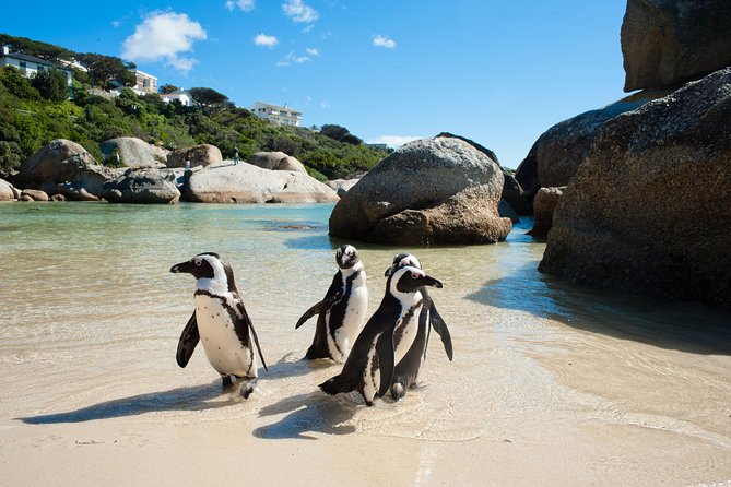 Cape Point and Boulders Penguins Full Day Tour - Cancellation Policy