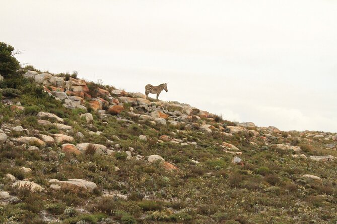 Cape Point and Cape of Good Hope Day Tour up to 10 Persons - Inclusions and Exclusions