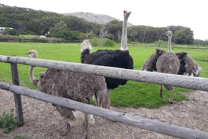 Cape Point, Boulders Beach in Private Car - Explore Bo-Kaap and Camps Bay