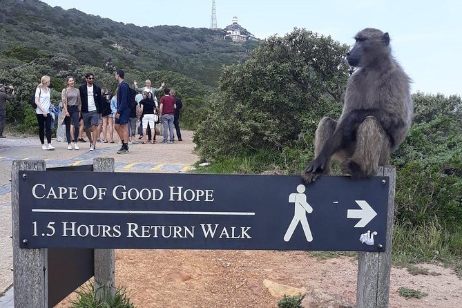 Cape Point, Boulders Beach in Private Car - Experience Boulders Beach Penguins