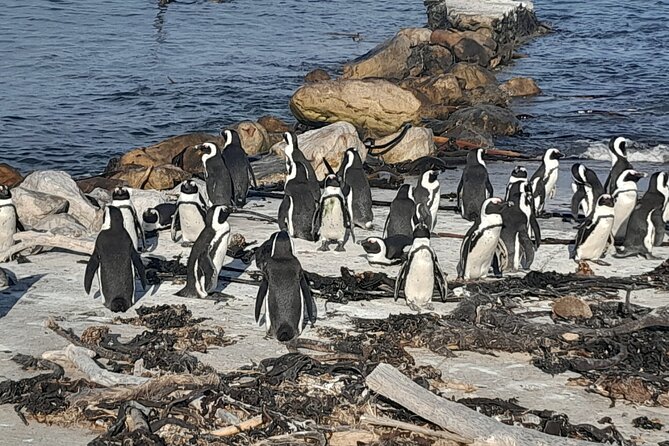 Cape Point Cape Of Good Hope And Penguins Private Tour - Pricing Breakdown