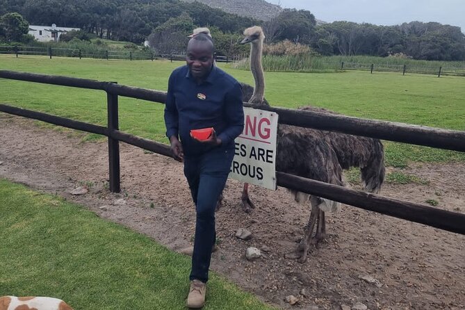 Cape Point Cape Of Good Hope And Penguins Private Tour - Accessibility Features