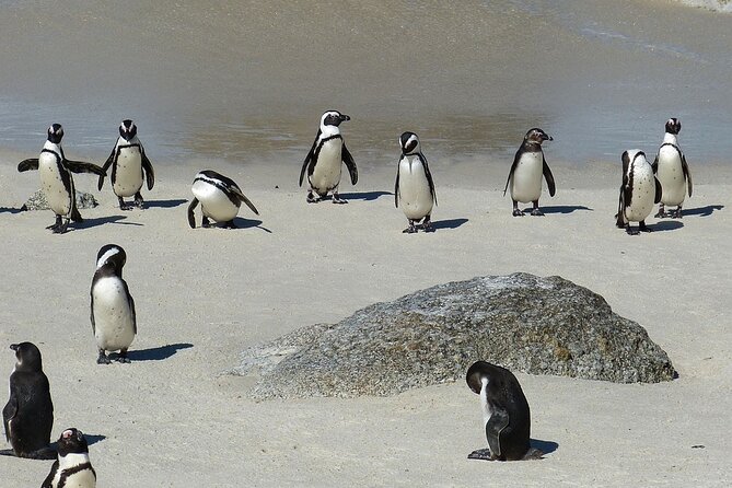 Cape Point ,Cape of Good Hope and Table Mountain Tour . - Booking Your Stay