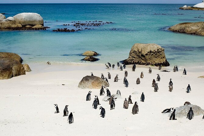 Cape Point Full Day Tour - Highlights of the Tour
