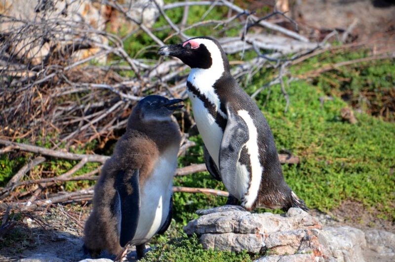 Cape Point Full-Day Tour From Cape Town - Scenic Coastline Drive