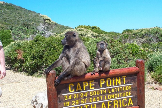 Cape Point & Penguins Full Day Tour - Reviews