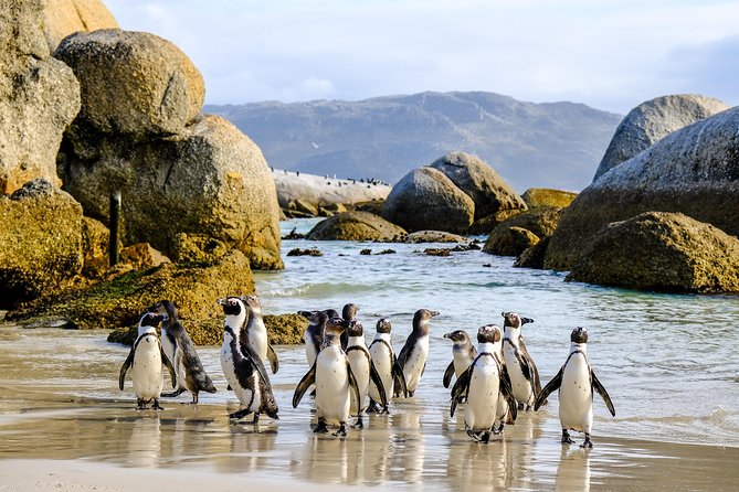Cape Point Private Nature Tour & Hike - Pickup Information