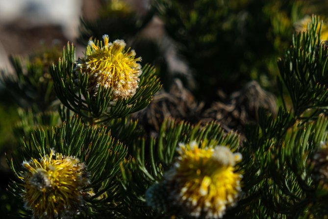 Cape Point Private Nature Tour & Hike - Health and Safety Requirements