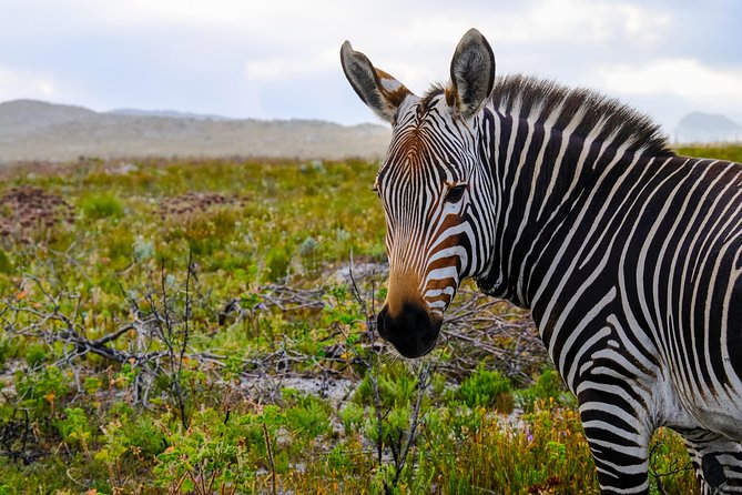 Cape Point Private Nature Tour & Hike - Cancellation and Rescheduling Policy