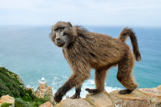 Cape Point Private Nature Tour & Hike - Hiking the Trails