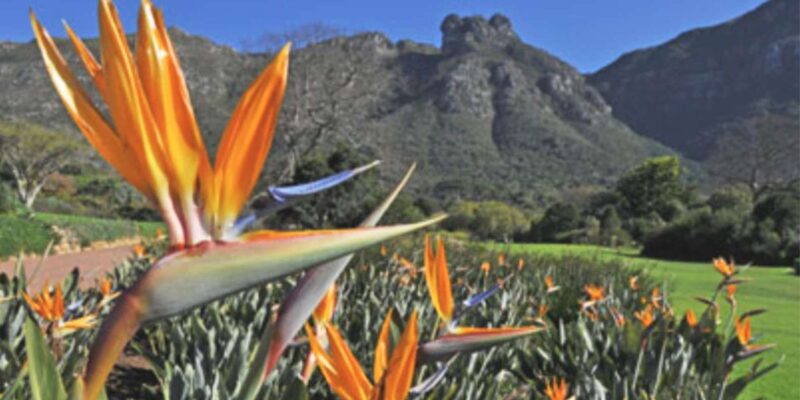Cape Road Trip, Kirstenbosch Gardens Tour, 3-Course Lunch - Tour Overview