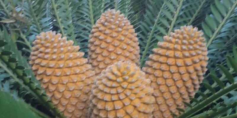 Cape Road Trip, Kirstenbosch Gardens Tour, 3-Course Lunch - Tour Highlights
