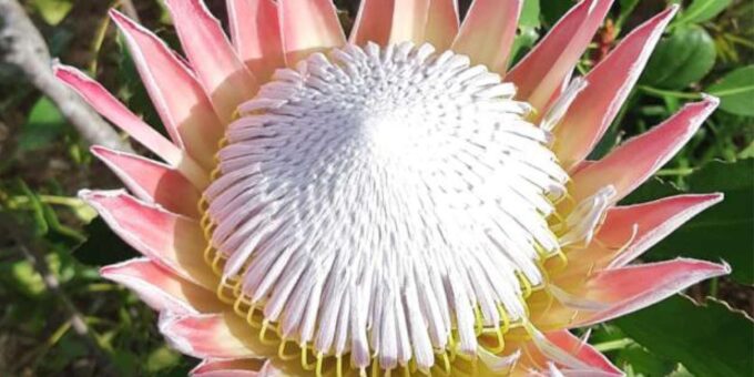 Cape Road Trip, Kirstenbosch Gardens Tour, 3-Course Lunch - Combination of Nature and Cuisine