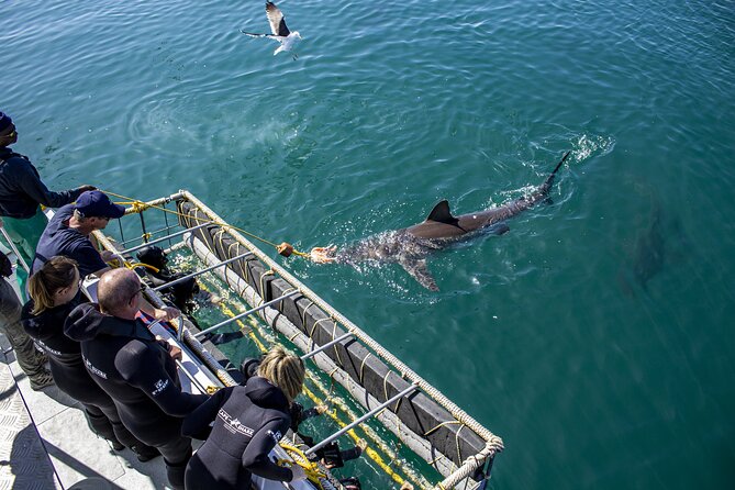 Cape Shark Diving Adventures - Meeting and Pickup Details