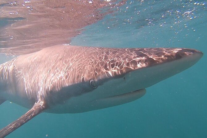 Cape Shark Diving Adventures - Highlights of the Tour