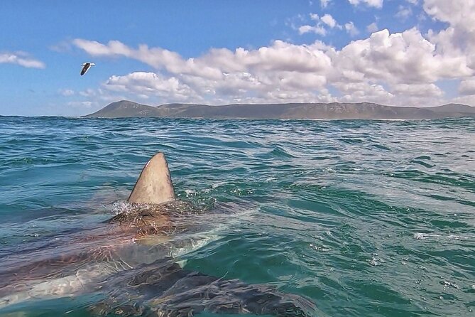 Cape Shark Diving Adventures - Safety and Precautions