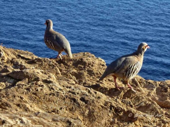 Cape Sounion Audioguide: Explore Greek Antiquity in Depth - Audio Guide Features