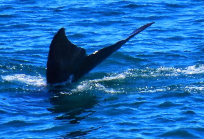 Cape Town: 1 Hour Table Bay Sailing Tour - Location and Departure Point