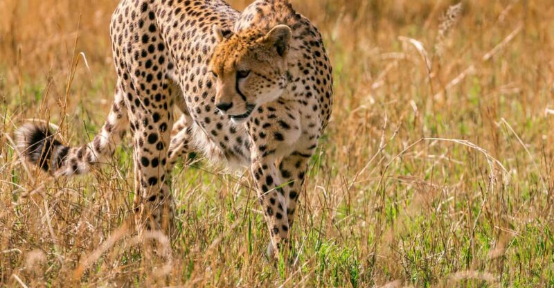 Cape Town: 2-Day Safari at 4-Star Garden Route Game Lodge - Key Points