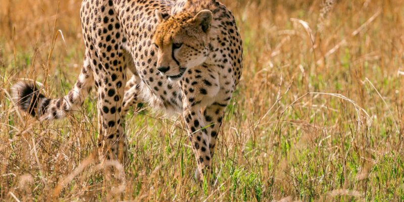 Cape Town: 2-Day Safari at 4-Star Garden Route Game Lodge - Safari Experience