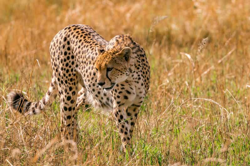 Cape Town: 2-Day Safari at 4-Star Garden Route Game Lodge - Transportation and Accessibility