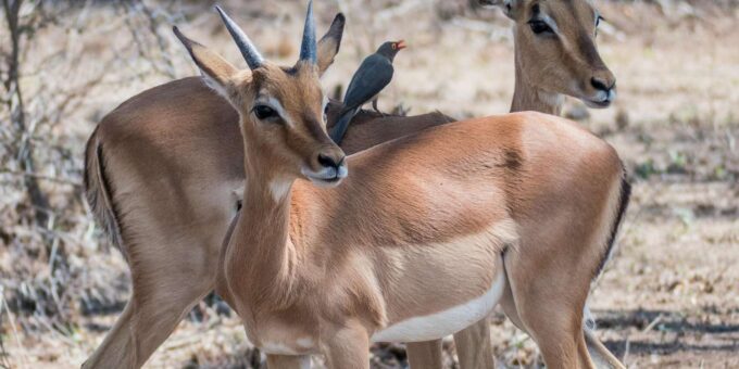 Cape Town: 2-Day Safari at 4-Star Garden Route Game Lodge - Departure Locations