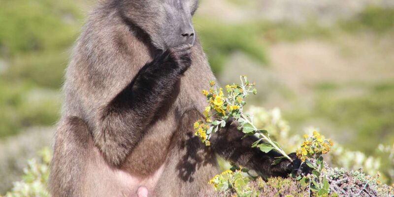 Cape Town 4 Day: Table Mountain, Robben Island & Safari Tour - Safari Experience